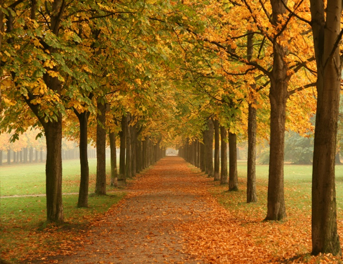 A narrow path with trees beside it with glorious orange leaves