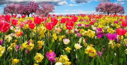 Field of colorful tulips with cherry blossoms in the background