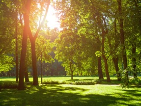 A glorious green woods with sun coming out of the leaves