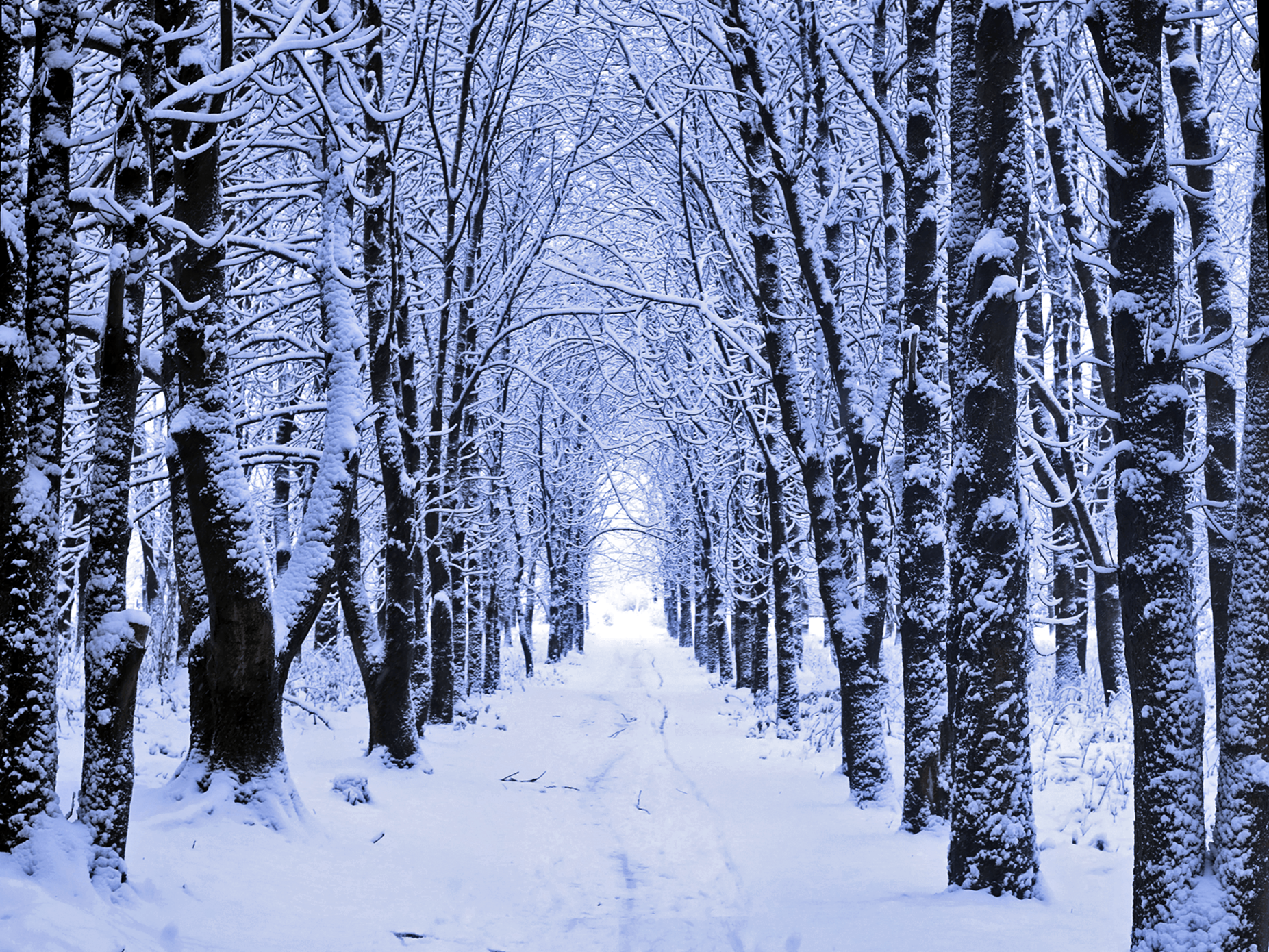 A narrow tree lined pathway covered with snow